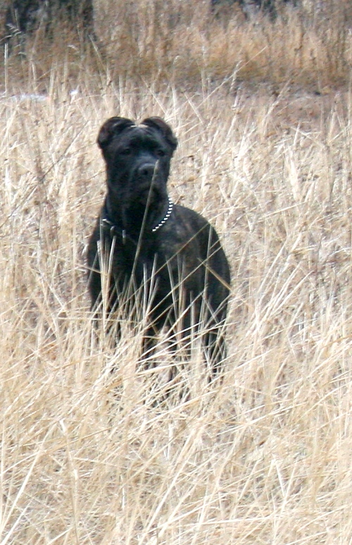 Альбар