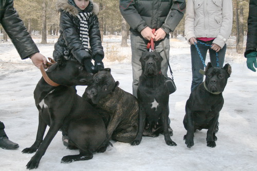 Атила, Альбар, Хайта, Корсика