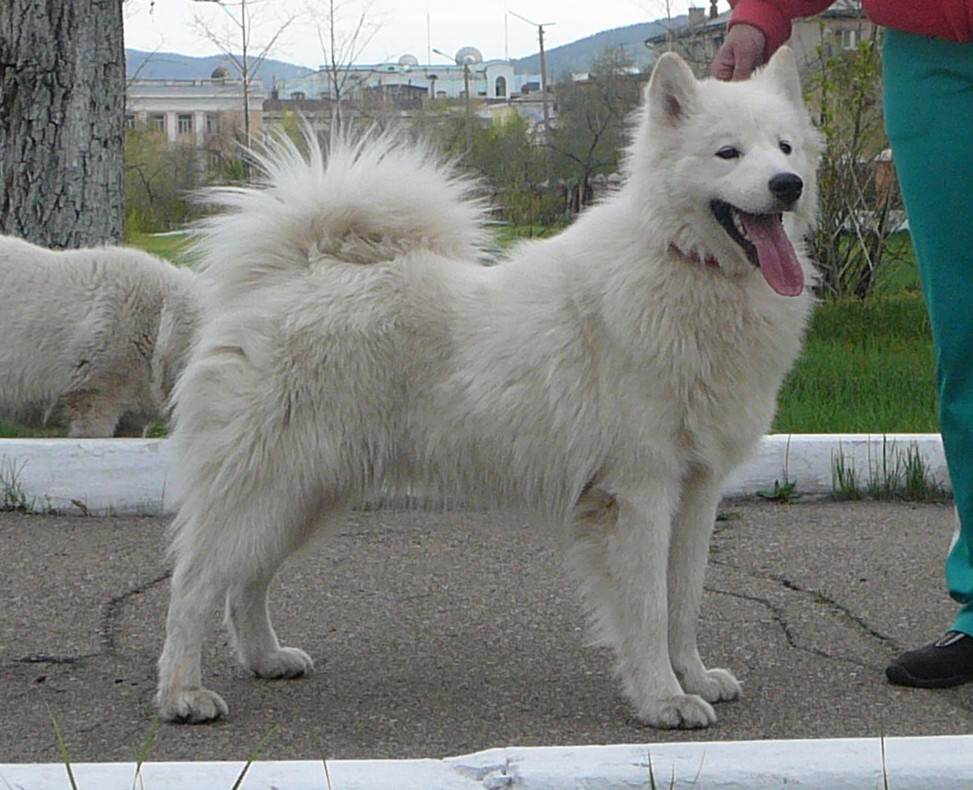 Собака похожая на лайку. Западно-Сибирская лайка самоед. Западно Сибирская лайка длинношерстная. Длинношерстный самоед. Лайка белая длинношерстная.